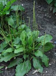 Attēlu rezultāti vaicājumam “Plantago major subsp. intermedia”