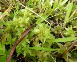 Attēlu rezultāti vaicājumam “Sphagnum platyphyllum”