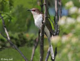 Image result for Coccyzus erythropthalmus