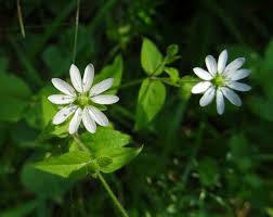 Attēlu rezultāti vaicājumam “Stellaria nemorum flower”