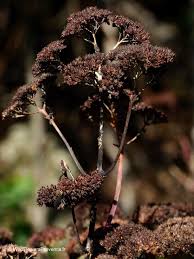 Attēlu rezultāti vaicājumam “Hylotelephium telephium flower”