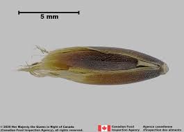 Attēlu rezultāti vaicājumam “Avena sativa fruit”