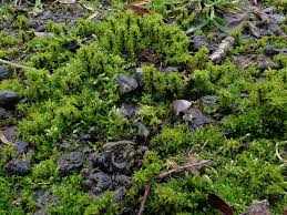 Attēlu rezultāti vaicājumam “Heterotrichia pomiformis (syn. Arcyria pomiformis) macro”