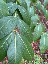 Attēlu rezultāti vaicājumam “Phellodendron amurense leaf”