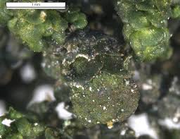 Attēlu rezultāti vaicājumam “Frullania fragilifolia macro”