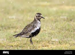 Attēlu rezultāti vaicājumam “Pluvialis apricaria”