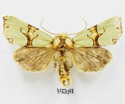 Attēlu rezultāti vaicājumam “Staurophora celsia”