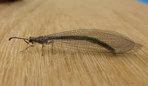 Attēlu rezultāti vaicājumam “Myrmeleontidae”