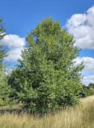 Attēlu rezultāti vaicājumam “Populus laurifolia”