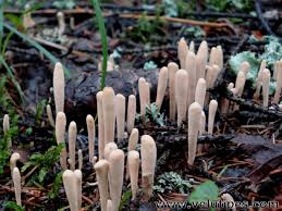 Attēlu rezultāti vaicājumam “Clavariadelphus ligula”