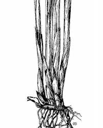 Attēlu rezultāti vaicājumam “Juncus balticus”