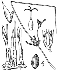 Attēlu rezultāti vaicājumam “Juncus balticus”