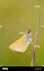 Attēlu rezultāti vaicājumam “Thymelicus sylvestris underside”
