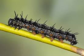 Attēlu rezultāti vaicājumam “Nymphalis xanthomelas upperside”