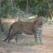 Image result for Яла заповедник