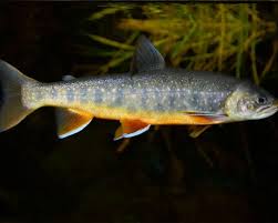 Image result for Salvelinus malma