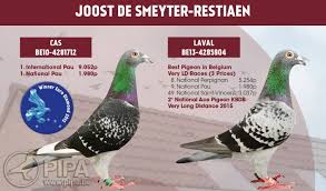 Image result for Abbeyton & Broomfield Racing Pigeons