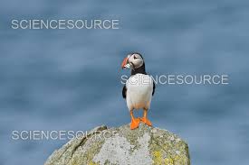 Image result for Fratercula arctica