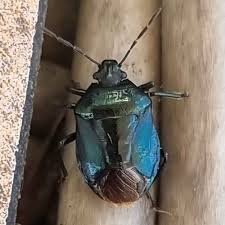 Attēlu rezultāti vaicājumam “Zicrona caerulea nymph”