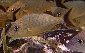 Image result for Haemulon sciurus