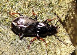 Attēlu rezultāti vaicājumam “Pterostichus oblongopunctatus”