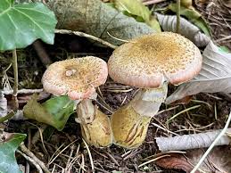 Attēlu rezultāti vaicājumam “Armillaria sp.”