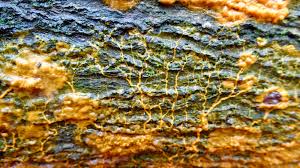 Attēlu rezultāti vaicājumam “Badhamia dubia spores”