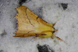 Attēlu rezultāti vaicājumam “Ennomos alniaria”