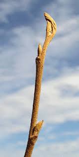 Attēlu rezultāti vaicājumam “Hamamelis vernalis bud”