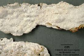 Attēlu rezultāti vaicājumam “Perenniporia subacida”