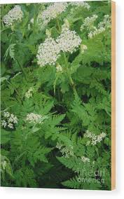 Image result for Myrrhis odorata