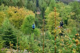Image result for Go Ape! Grizedale