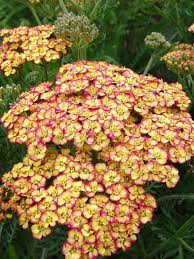 Attēlu rezultāti vaicājumam “Achillea millefolium flower”
