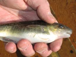 Image result for Microgadus tomcod