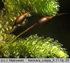 Attēlu rezultāti vaicājumam “Neckera crispa”