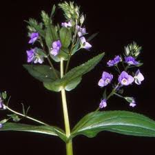 Attēlu rezultāti vaicājumam “Veronica anagallis-aquatica flower”