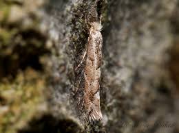Attēlu rezultāti vaicājumam “Phyllonorycter apparella”