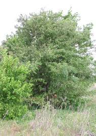 Attēlu rezultāti vaicājumam “Lycogala botrydium sessile”