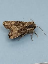 Attēlu rezultāti vaicājumam “Badhamia bethelii macro”