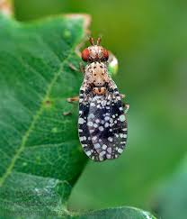 Attēlu rezultāti vaicājumam “Trypetoptera punctulata”