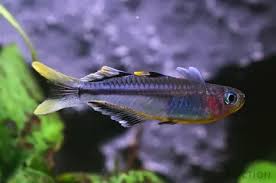 Attēlu rezultāti vaicājumam “Polypogon tentacularius male”