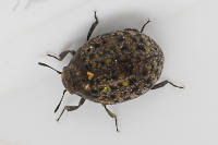 Attēlu rezultāti vaicājumam “Cytilus sericeus”