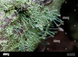 Attēlu rezultāti vaicājumam “Chaenotheca furfuracea”