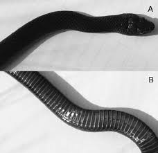 Attēlu rezultāti vaicājumam “Coronella austriaca adult”