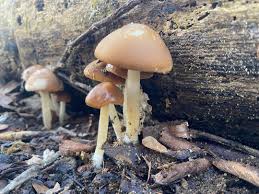 Attēlu rezultāti vaicājumam “Psathyrella sp.”