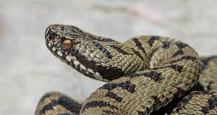 Attēlu rezultāti vaicājumam “Vipera berus”