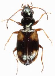 Attēlu rezultāti vaicājumam “Bembidion quadrimaculatum”