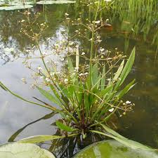 Attēlu rezultāti vaicājumam “Alisma lanceolatum”