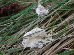 Attēlu rezultāti vaicājumam “Didymium spongiosum var. dictyospora”