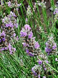 Attēlu rezultāti vaicājumam “Lavandula angustifolia flower”